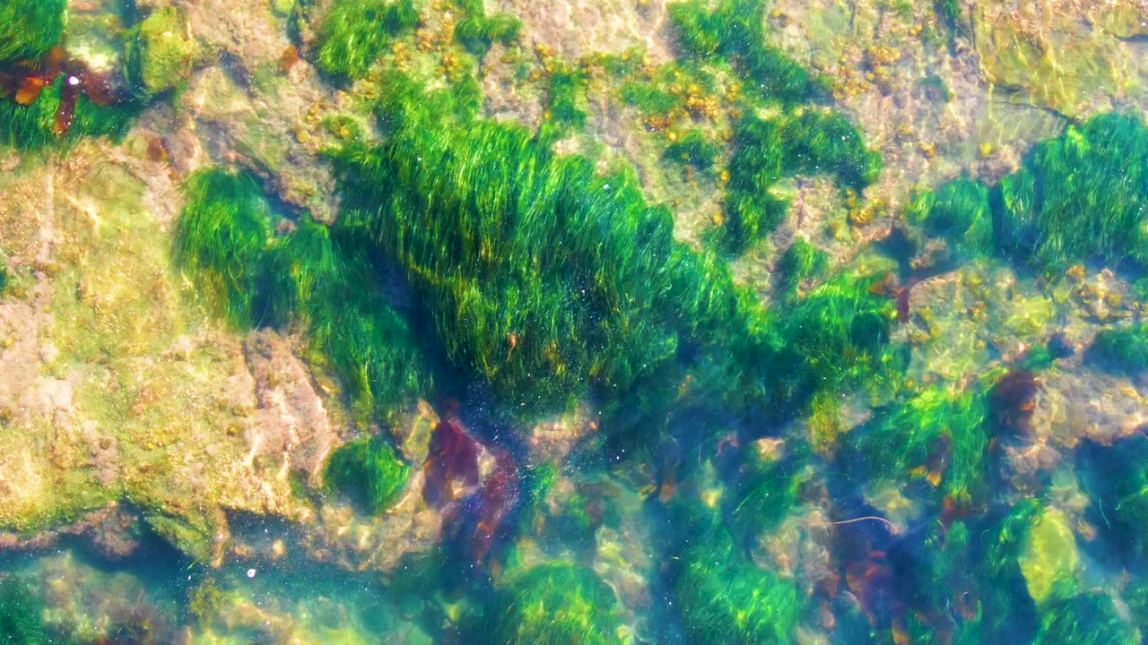 A close overhead frame in La Bocana shows green algae clustered over pale rock as water ripples shift the surface light, with no visible people.