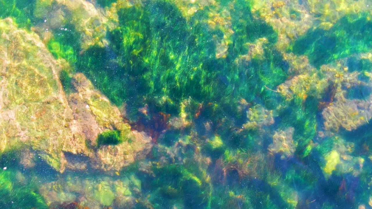 Clear shallow water in La Bocana shows pale rocks, green algae, and red-brown seaweed below sunlit ripples, with no visible people.