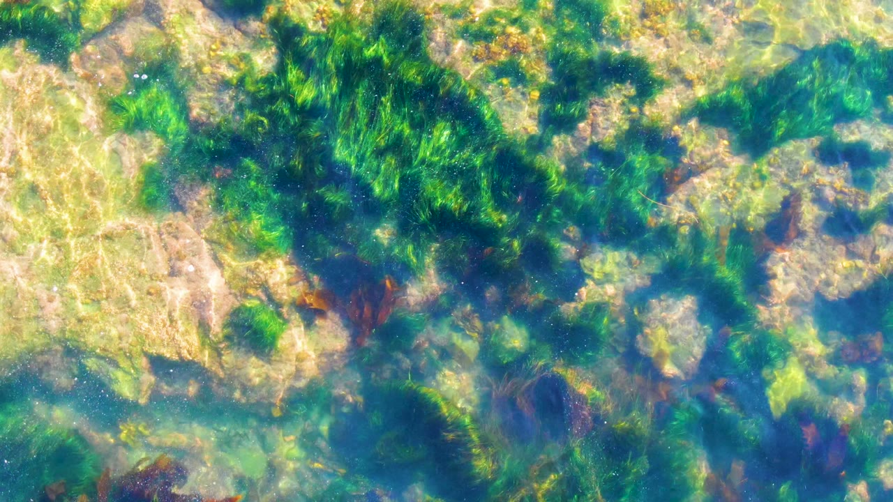 Sunlit underwater rocks with dense green algae
