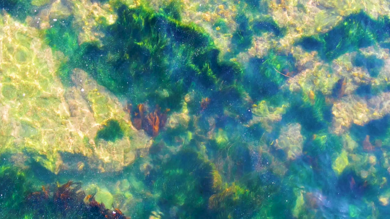 The La Bocana seabed appears through rippled turquoise water, with pale rocks, green algae mats, and darker seaweed patches, with no visible people.