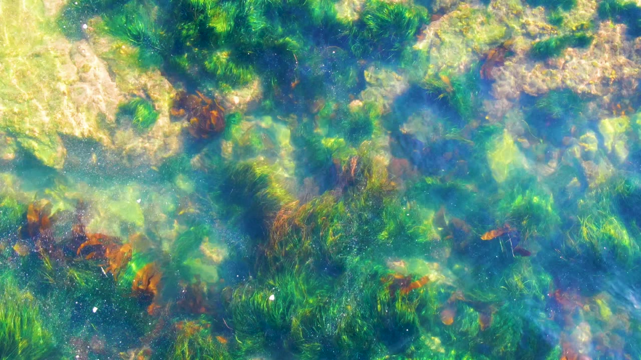 Overhead view of clear shallow water in La Bocana, Baja California Sur, with green seaweed, brown algae patches, pale rocks, rippled light, and no visible people.