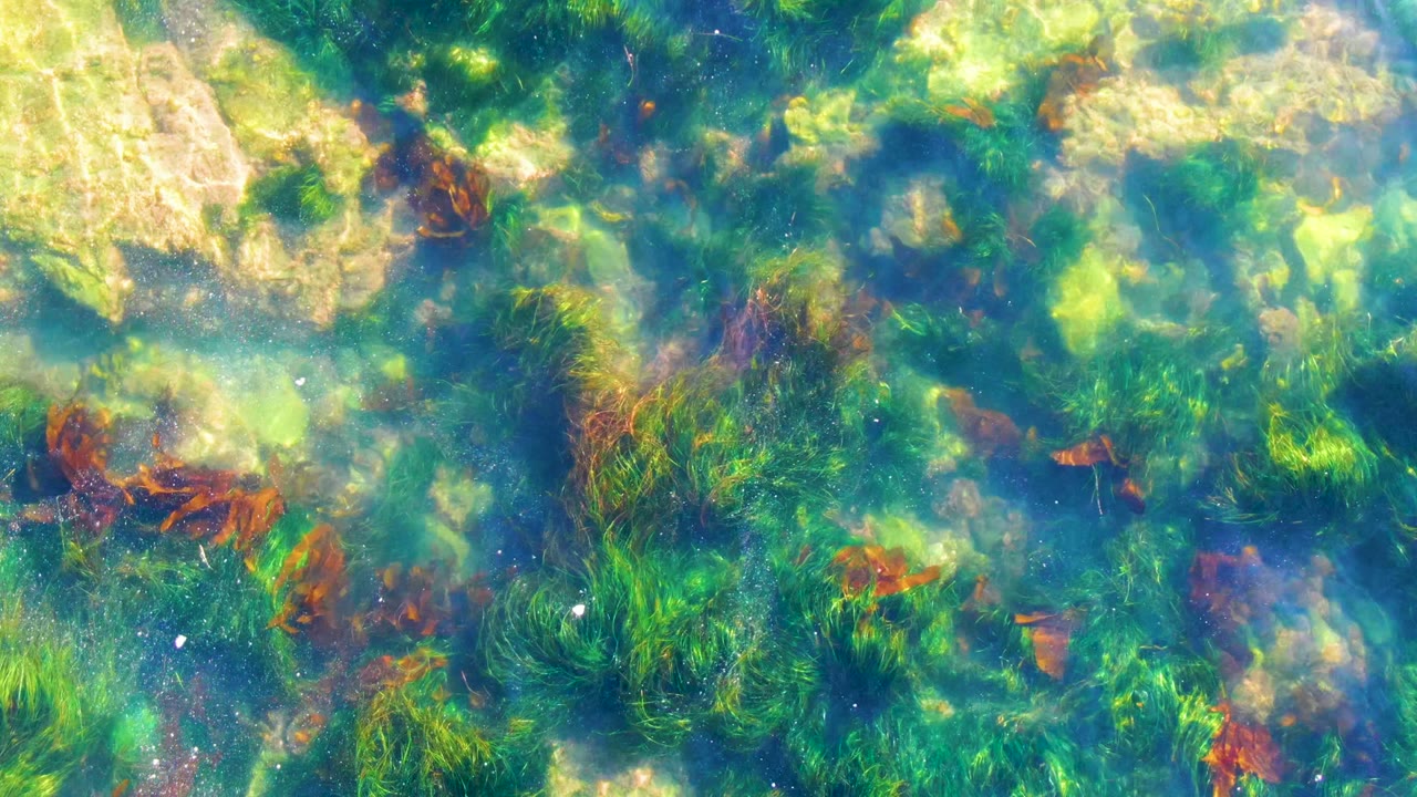 Seaweed and rocks under blue-green rippled water