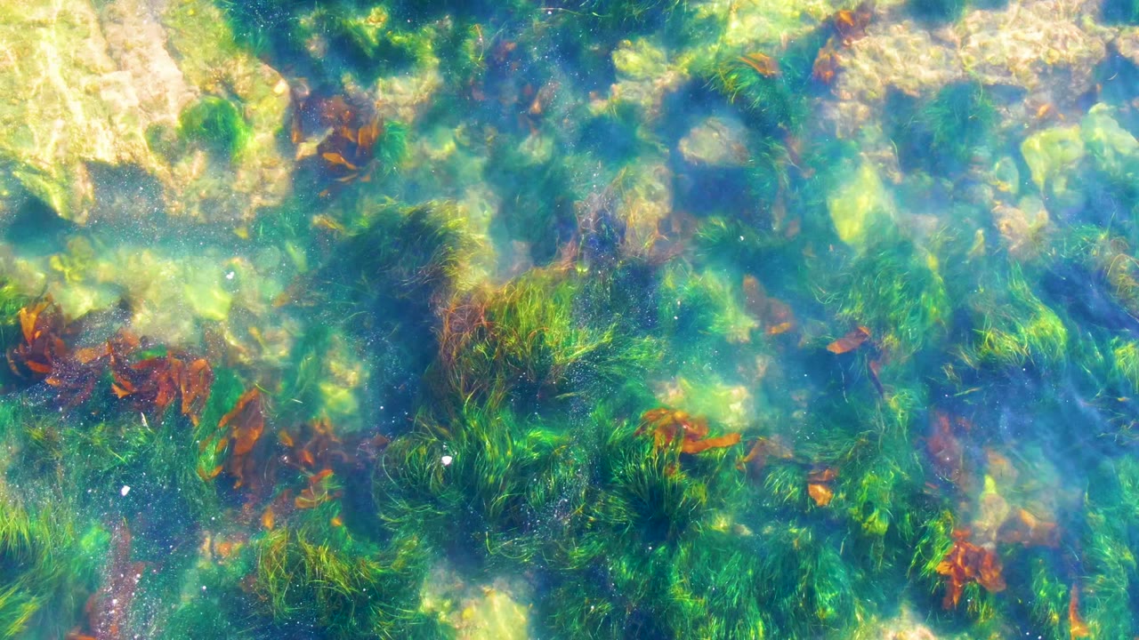 An overhead frame in La Bocana, Baja California Sur shows the rocky seabed through clear shallow water, with dense green seaweed, brown algae strands, shifting bright patches, and no visible people.