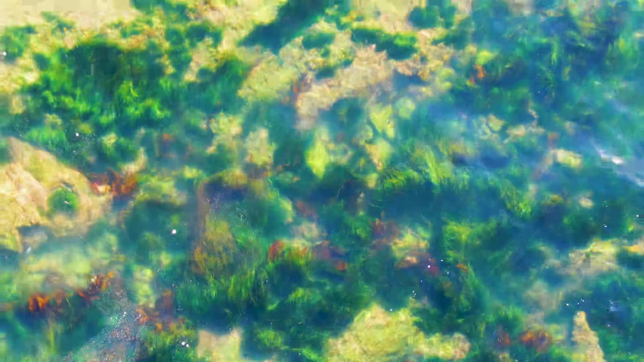 Overhead view of clear blue-green water over algae-covered rocks in La Bocana, Baja California Sur, with no visible people.