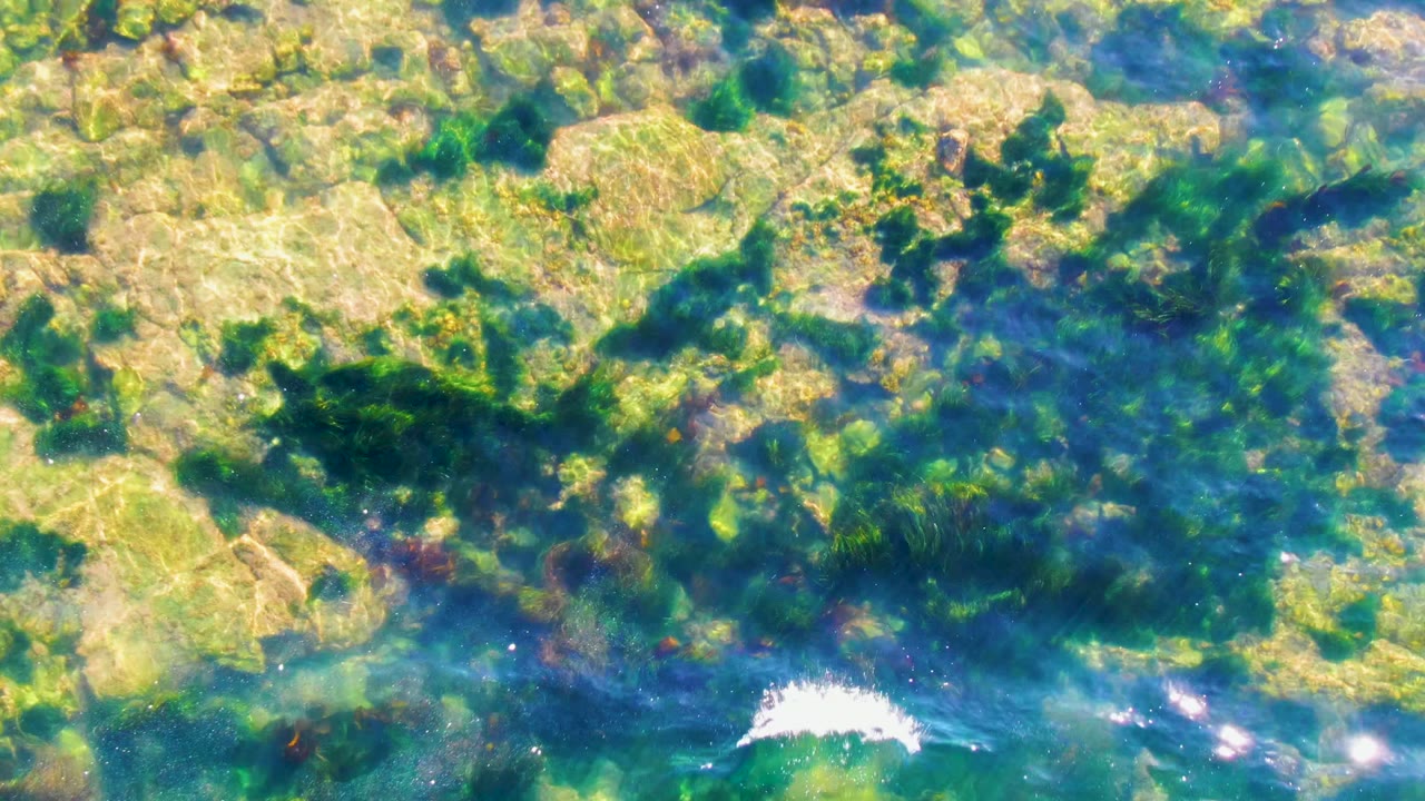A small white splash crosses clear blue-green water above algae and rocks in La Bocana, Baja California Sur, with no visible people.