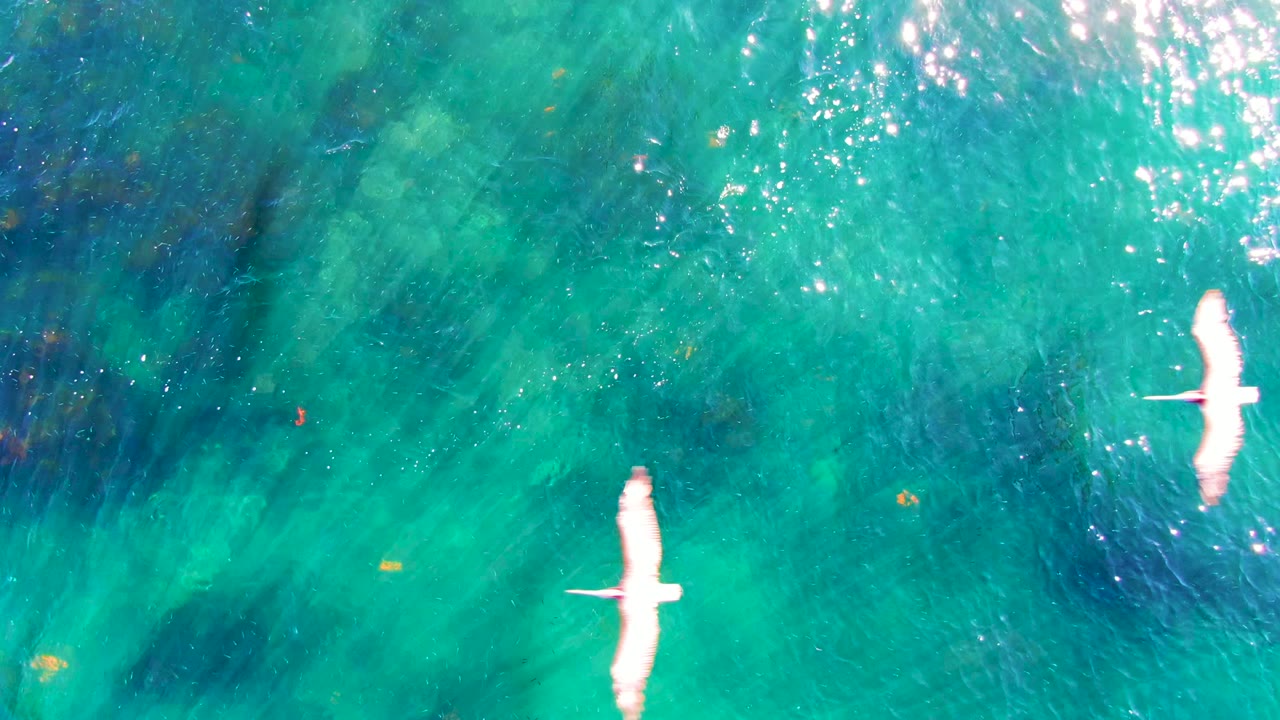 White seabird over clear turquoise water with sun reflections.