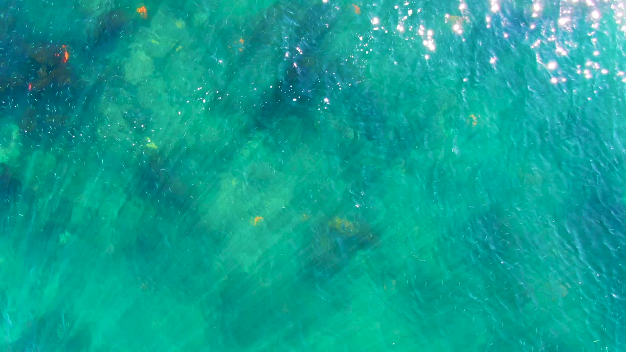 Small fish under rippled turquoise water with scattered sun reflections.