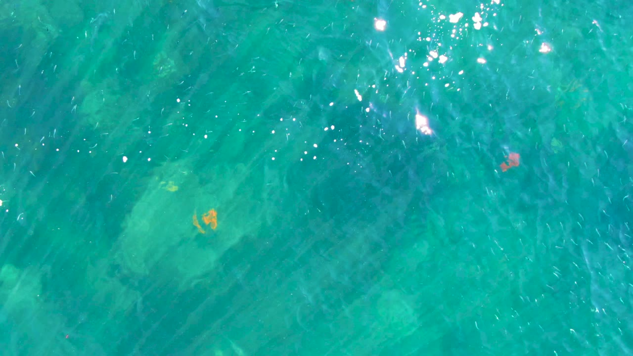 Overhead view of clear turquoise water in La Bocana, Baja California Sur, with pale seabed patches, tiny orange fish near the lower left, and no visible people.