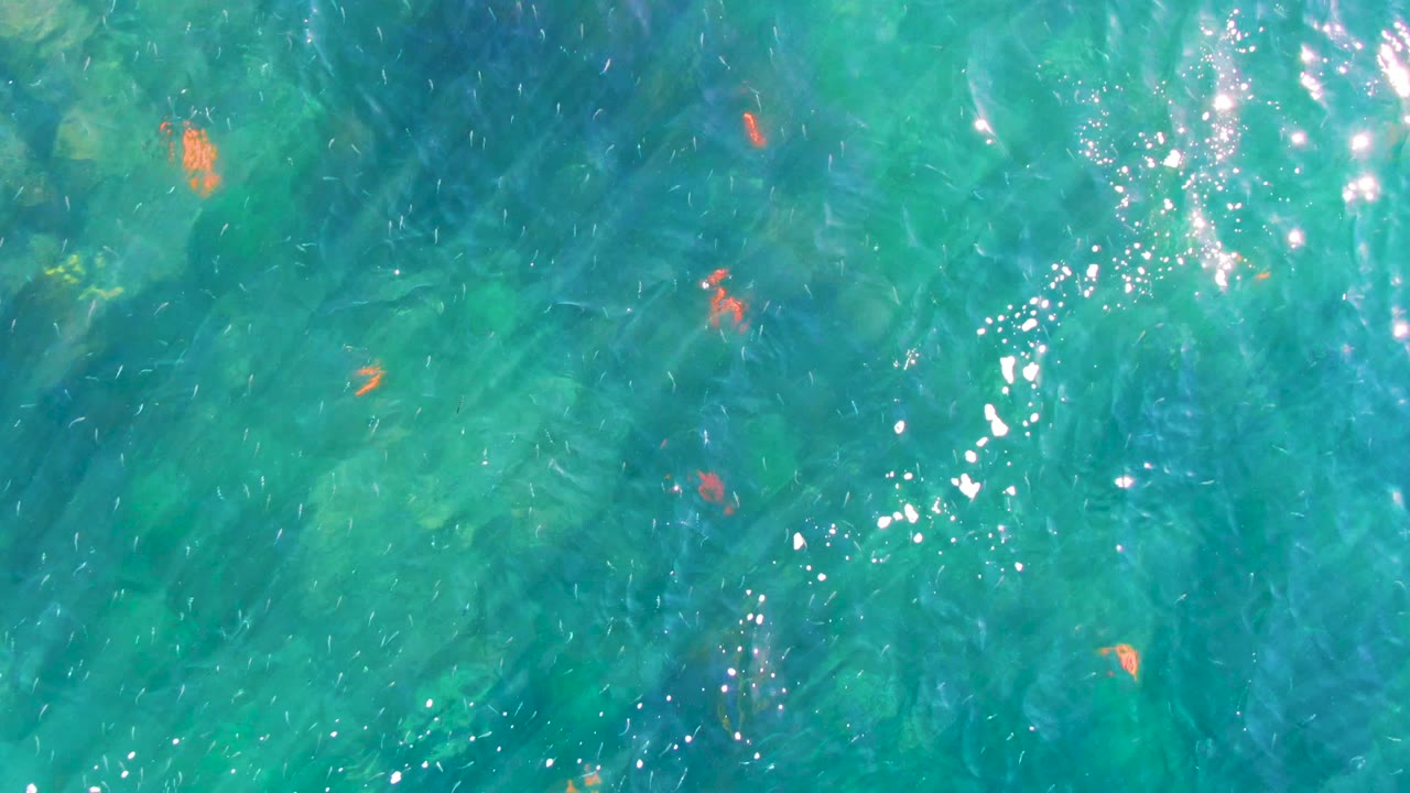 Clear blue-green water with scattered orange fish and ripples.