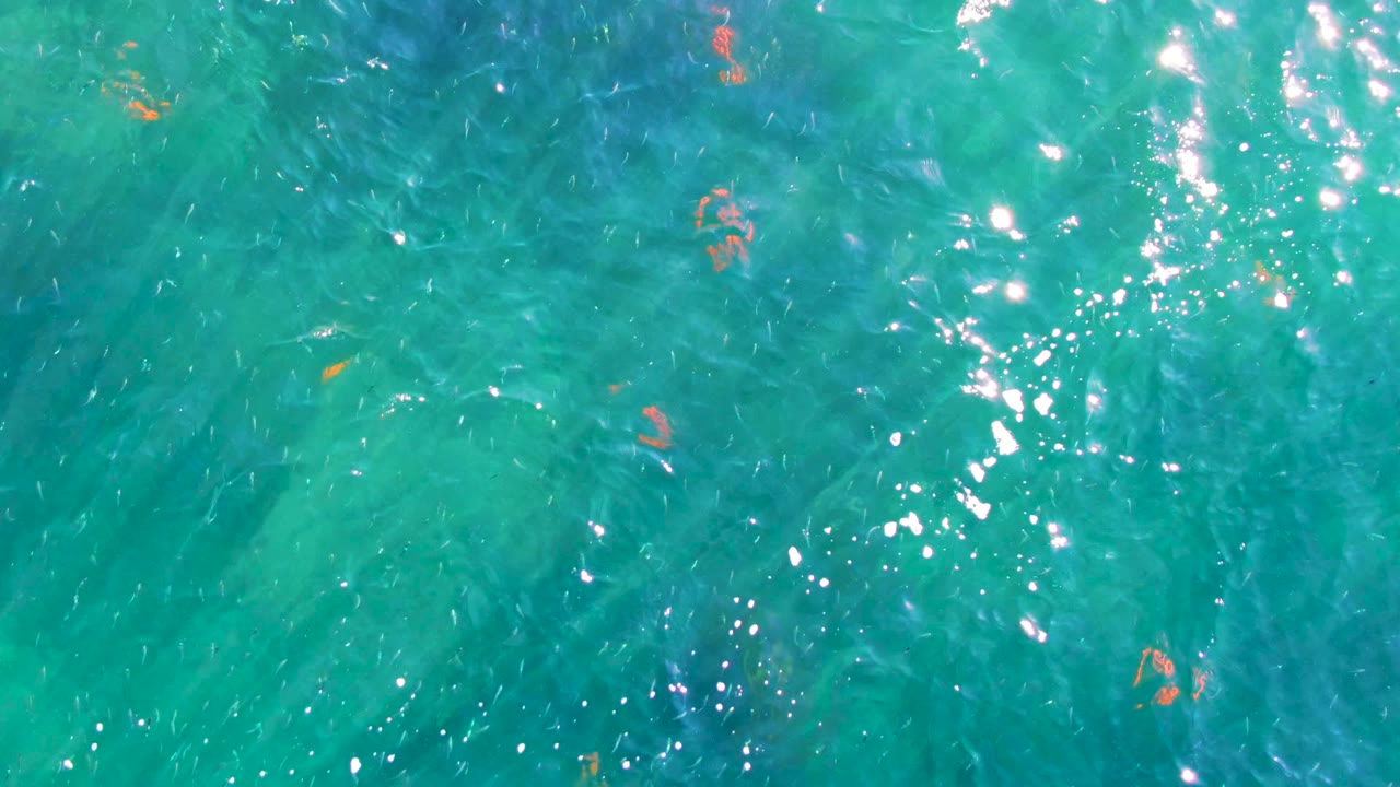 A top-down frame from La Bocana, Baja California Sur, shows small orange fish beneath turquoise water, concentrated sun sparkle near the upper right, and no visible people.