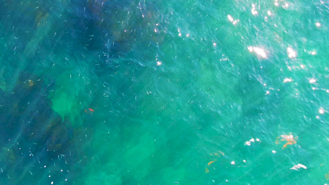 Overhead view of clear turquoise water in La Bocana, Baja California Sur, with dark submerged seaweed or rocks, small fish, surface sparkle, and no visible people.