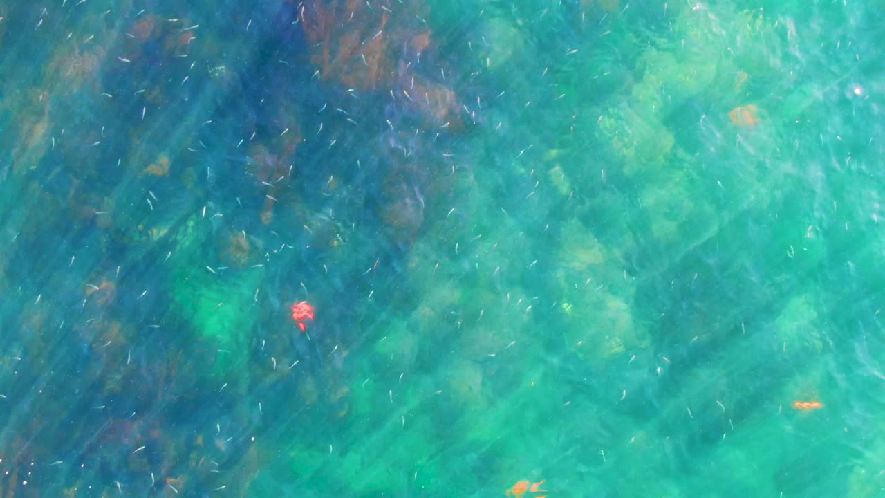 Turquoise water in La Bocana shows dark seaweed-like shapes beneath the surface, small orange fish near midframe, and no visible people.