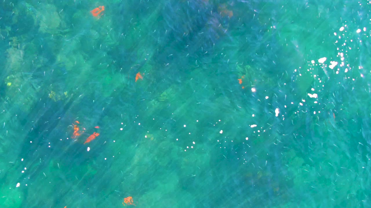 Overhead view of clear turquoise water in La Bocana, Baja California Sur, with small orange fish and bright surface reflections, no visible people.