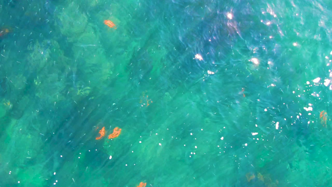 Small fish over rippled turquoise shallow water