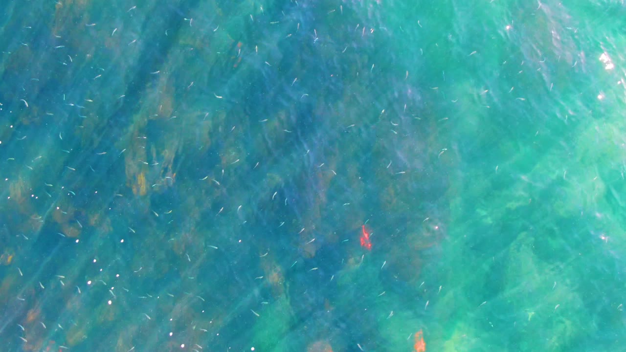 Clear La Bocana coastal water fills the frame with fine fish activity, pale turquoise areas, darker underwater patches, bright highlights, and no visible people.