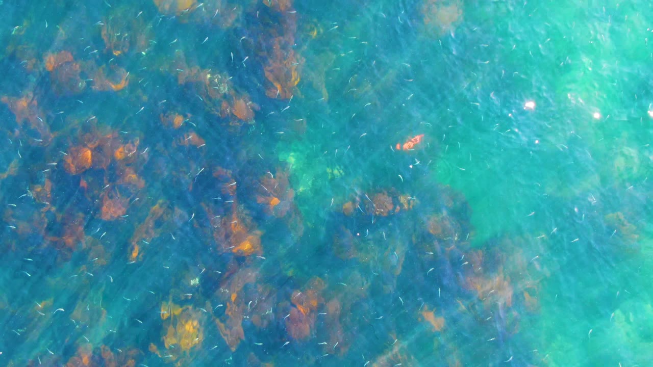Overhead view of clear turquoise water at La Bocana, Baja California Sur, with dark reef patches, small fish, and no visible people at the start of the clip.