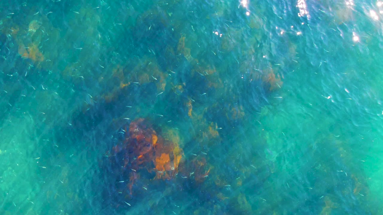 Top-down view of clear turquoise water in La Bocana, Baja California Sur, with small fish passing over dark submerged rocks and no visible people.