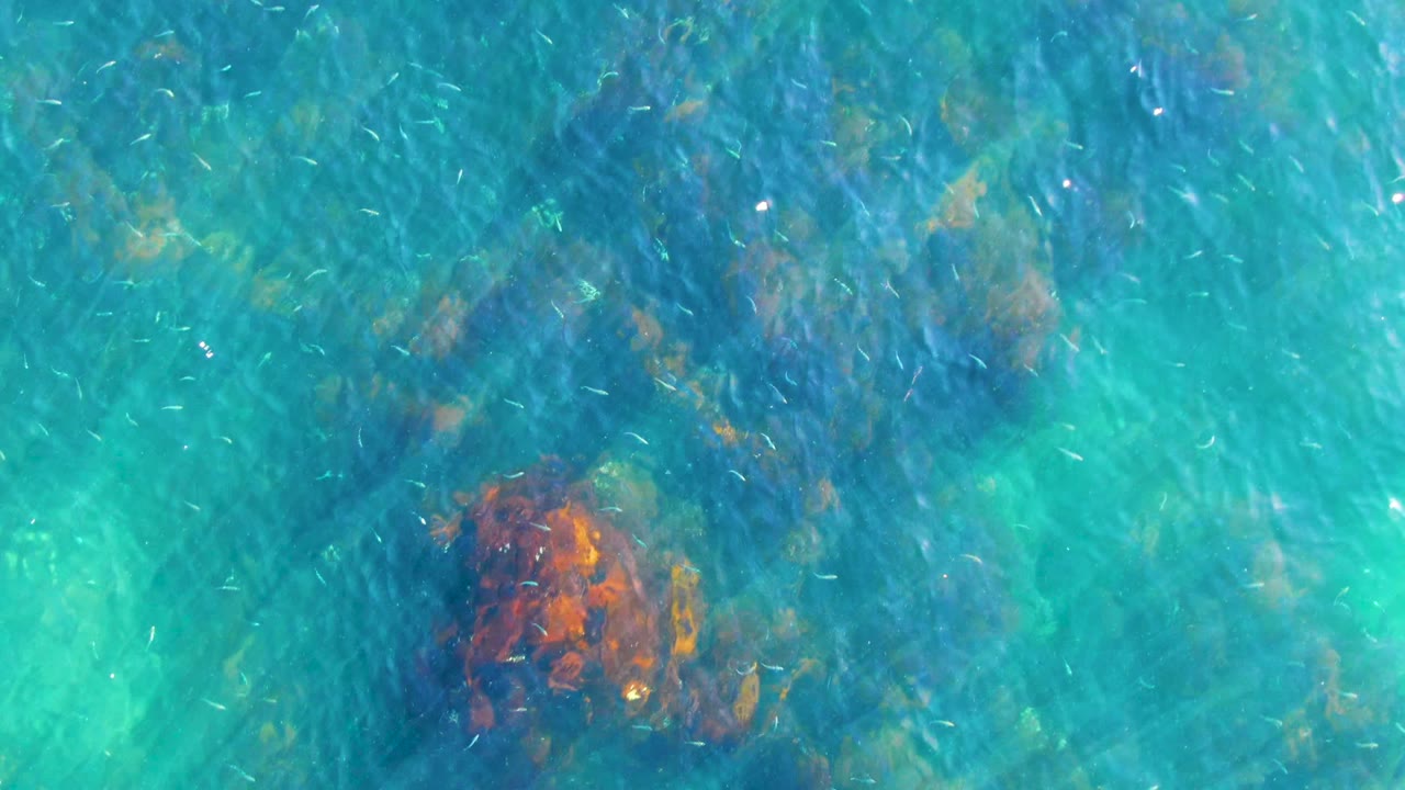 Fish school crosses blue-green water near orange-brown reef