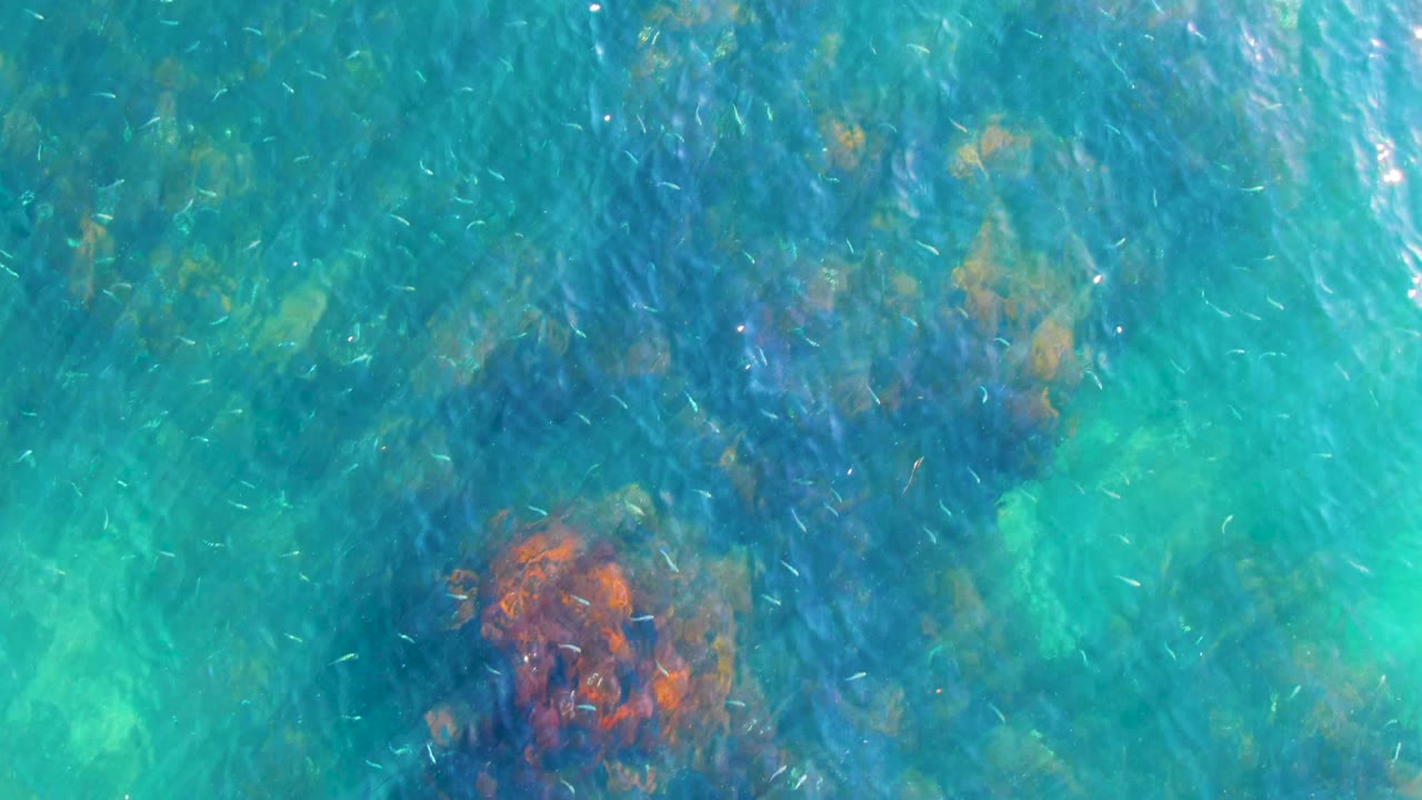 Clear shallow ocean water in La Bocana shows scattered small fish over green and brown submerged reef patches, with no shoreline or people visible.