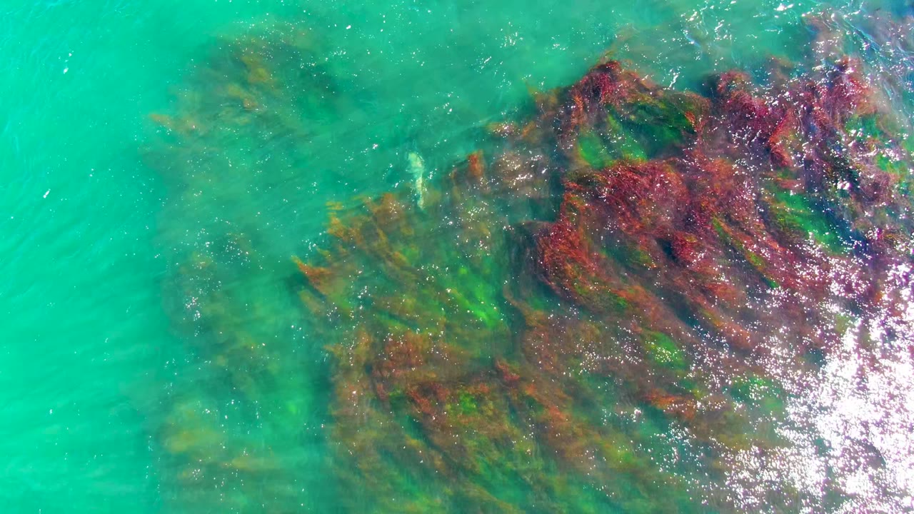 Overhead view of turquoise ocean water in La Bocana, Baja California Sur, with a broad red and green seaweed patch beneath bright surface reflections and no visible people.