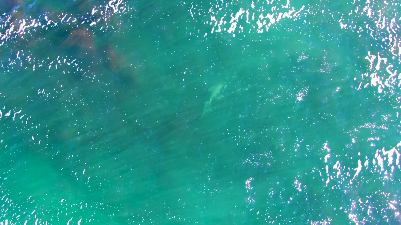 Clear blue-green water with ripples and faint underwater forms.