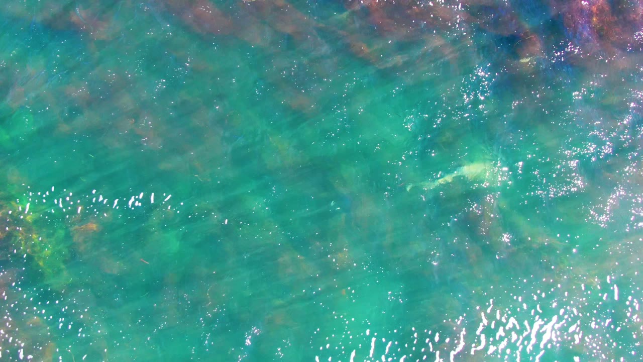 Small pale fish under rippled turquoise water.