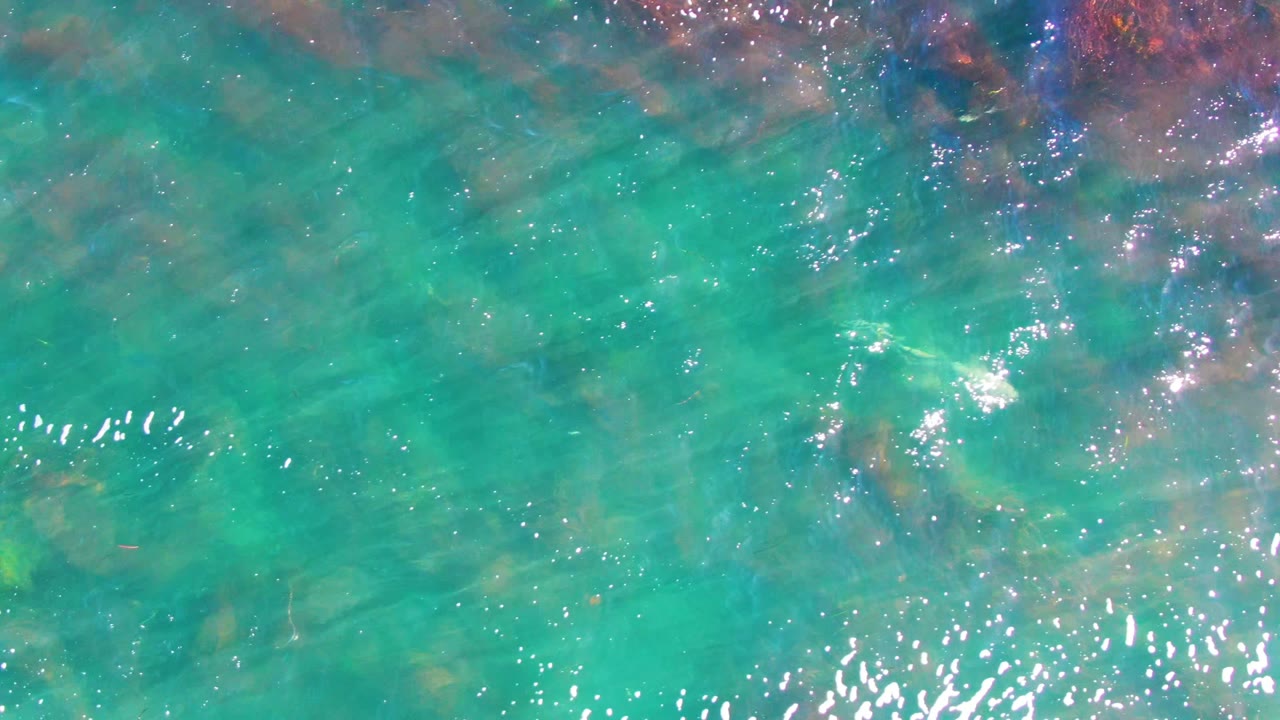 The small fish appears near the middle of clear turquoise water in La Bocana, Baja California Sur, surrounded by faint seaweed patches, submerged rocks, surface shimmer, and no visible people.