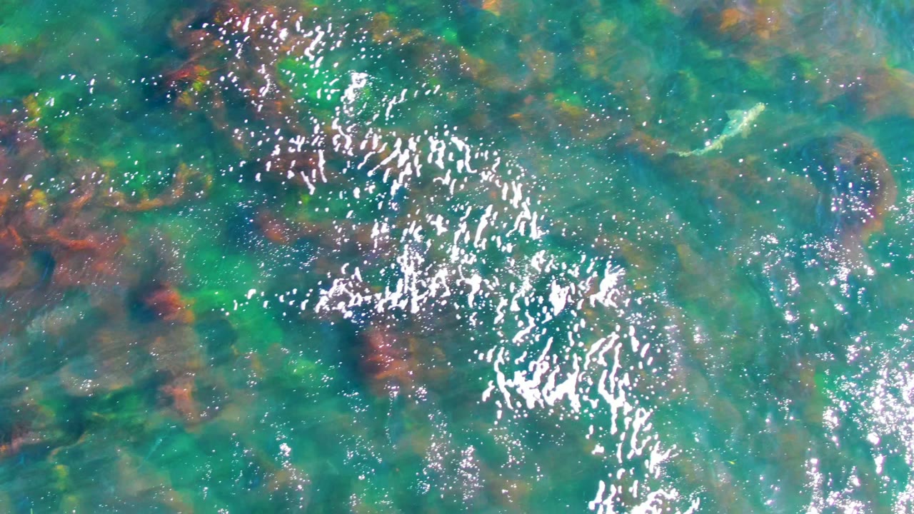 Clear green-blue water over seaweed with a small pale fish