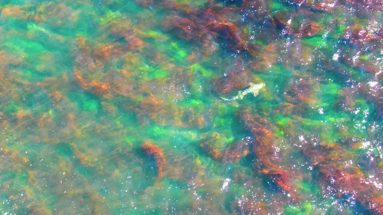 Overhead view of clear shallow water in La Bocana with brown and green underwater vegetation below the rippled surface and no visible people.