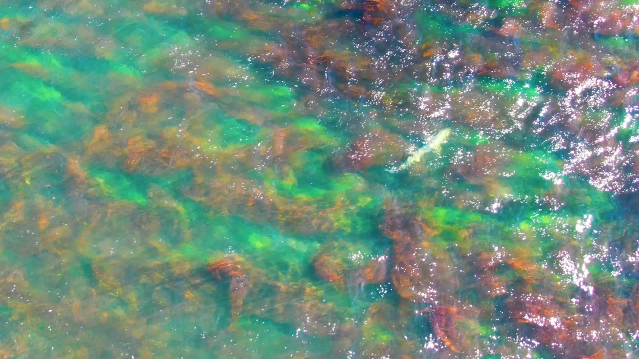 Small pale fish over green and brown underwater growth.