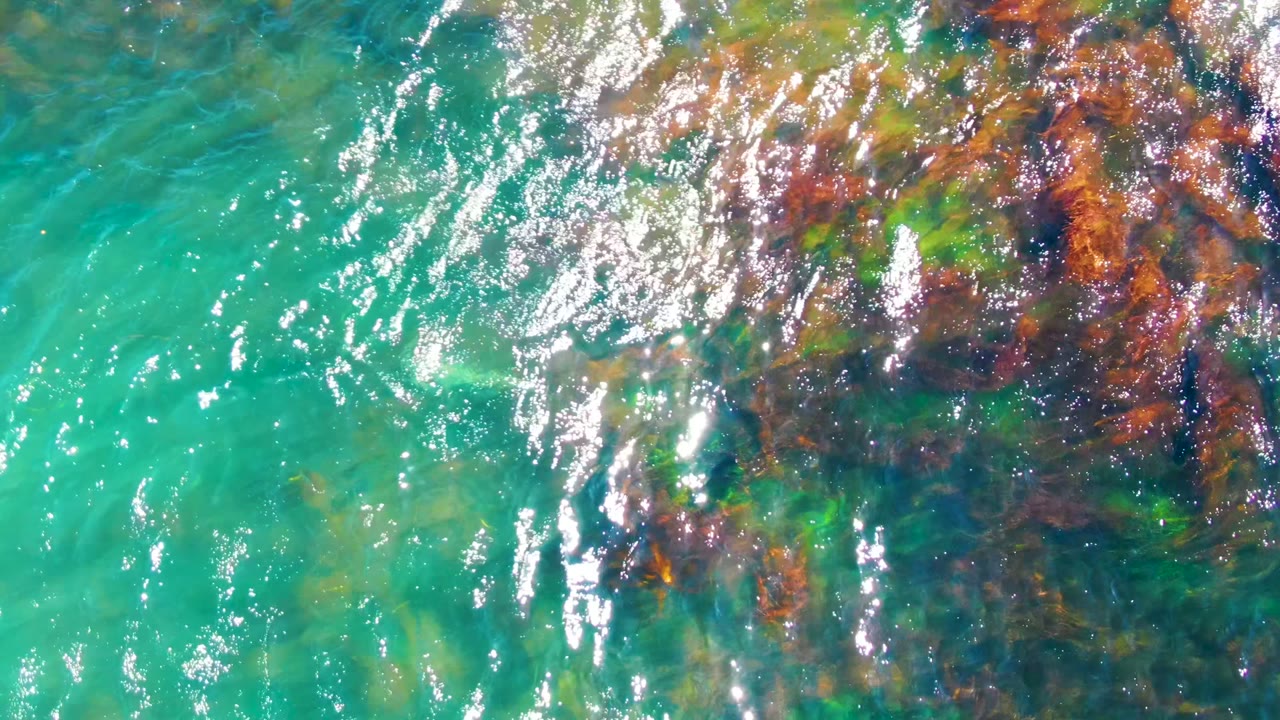 Overhead view of clear shallow ocean water in La Bocana, Baja California Sur, with turquoise color, brown seaweed, bright ripples, a small pale fish near the lower left, and no visible people.