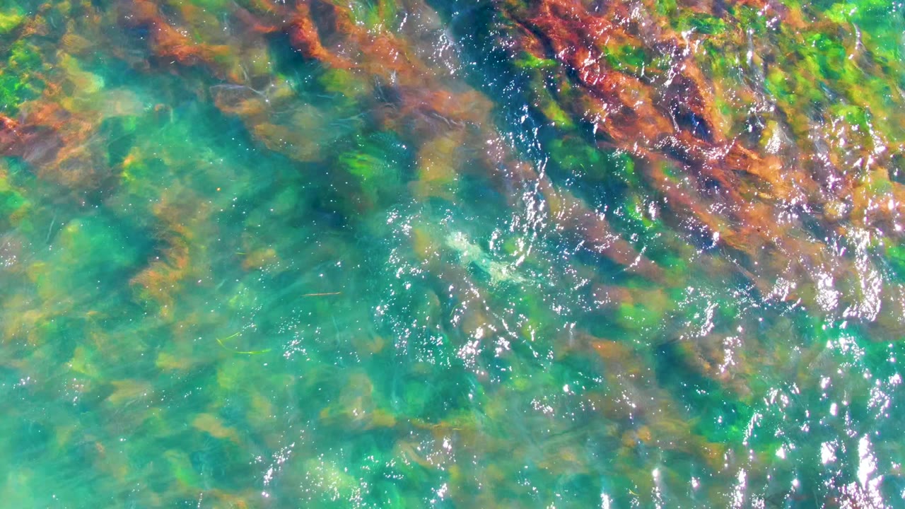 La Bocana shallow ocean water seen from above, with turquoise and green tones, brown seaweed crossing the upper edge, scattered submerged rocks, bright glare streaks, and no visible people.