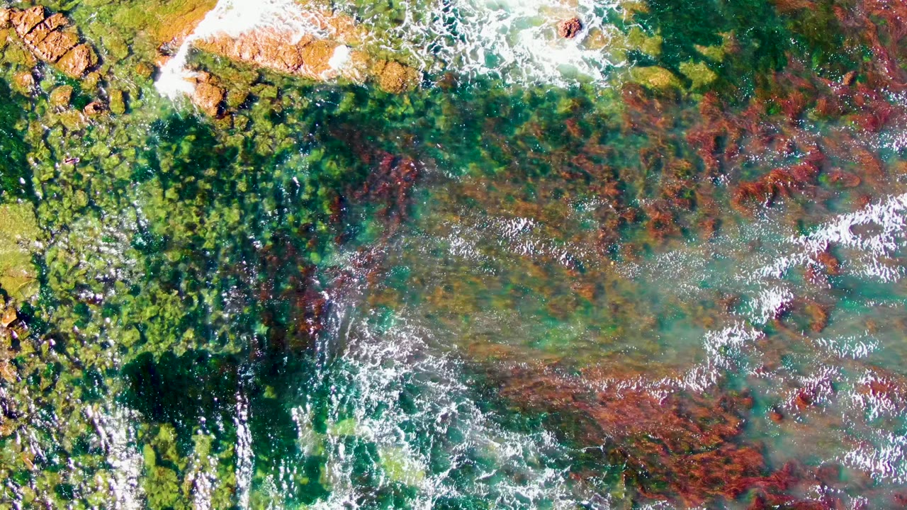 Top-down coastal water with reef colors, breaking foam, and a small bird near the upper right.