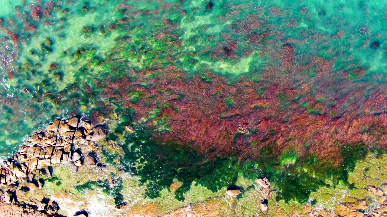 Rock cluster below clear water with red seaweed beds