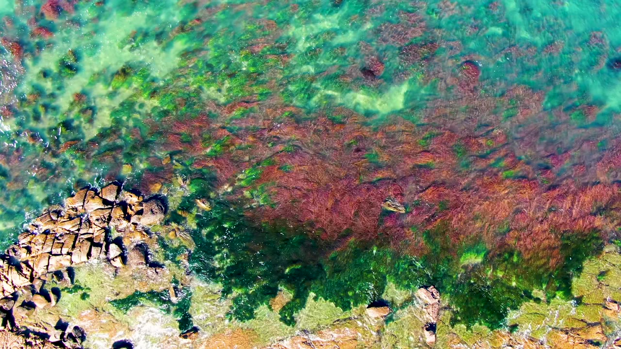 Top-down view at La Bocana with tan rocks along the lower left edge, red and green seaweed filling the middle, bright turquoise water above, and no visible people.