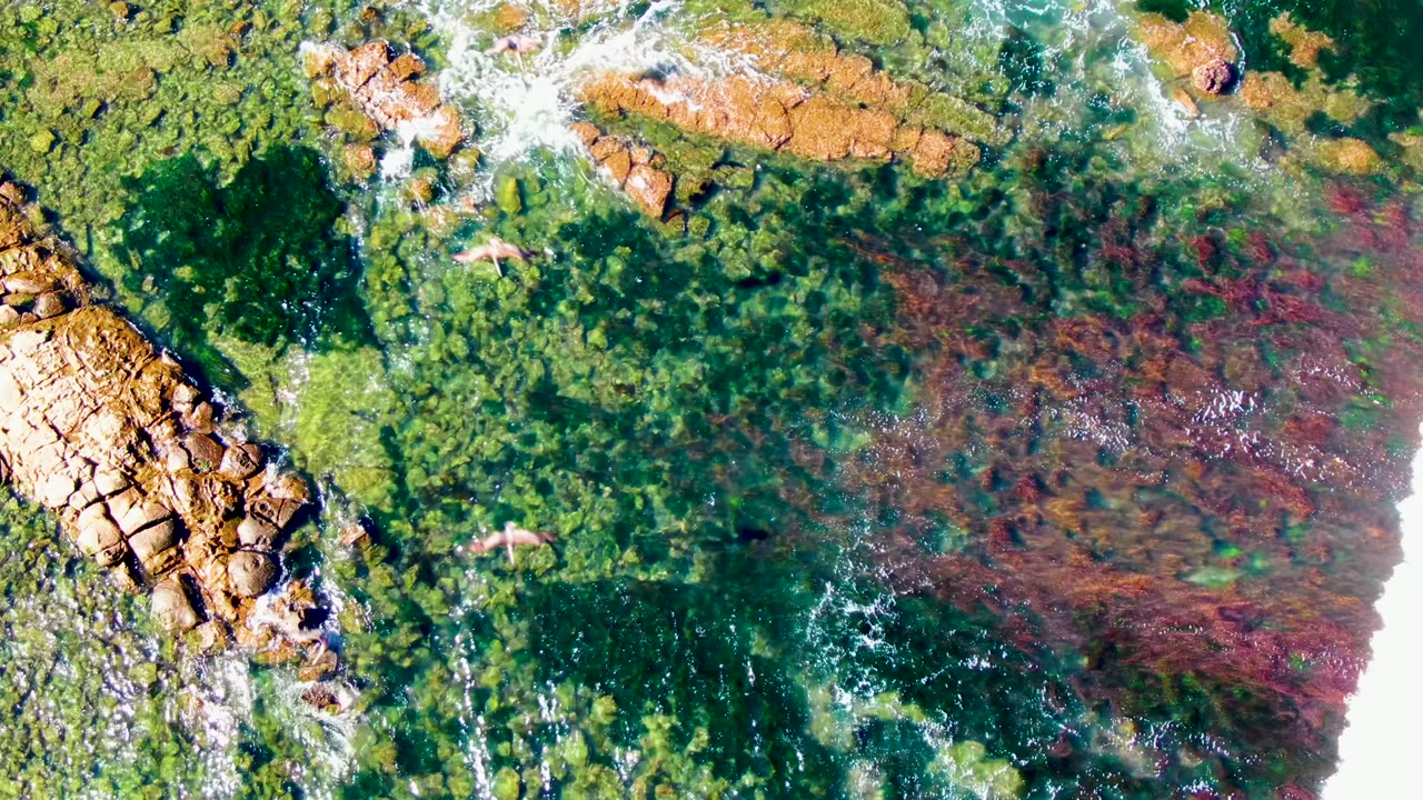 Overhead view of La Bocana rocky shoreline with green algae, reddish seaweed patches, white surf foam, tan rocks, bright sand, and a small animal visible near the shallow water.