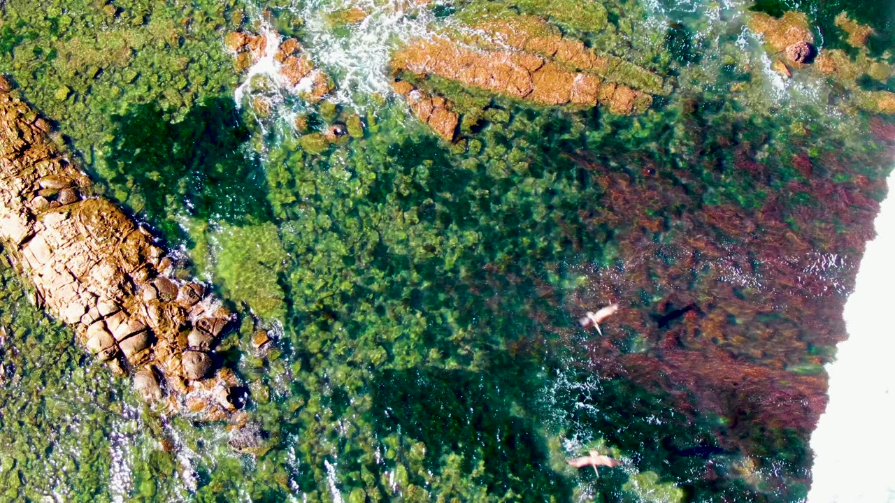 Top-down coastal rocks, green algae, surf foam, and a small animal in shallow water.