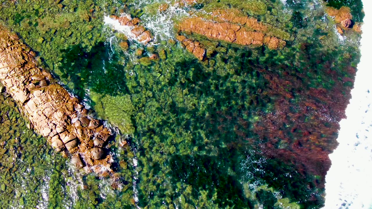 Aerial view over La Bocana coastal rocks where green algae and reddish seaweed sit under clear shallow water, with white foam pushing in from the right and no visible people.