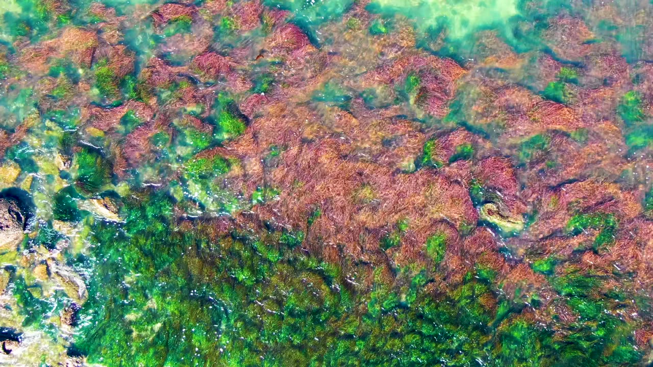 Overhead view of red-brown seaweed and green algae covering a rocky seabed in shallow water at La Bocana, Baja California Sur, with no visible people.