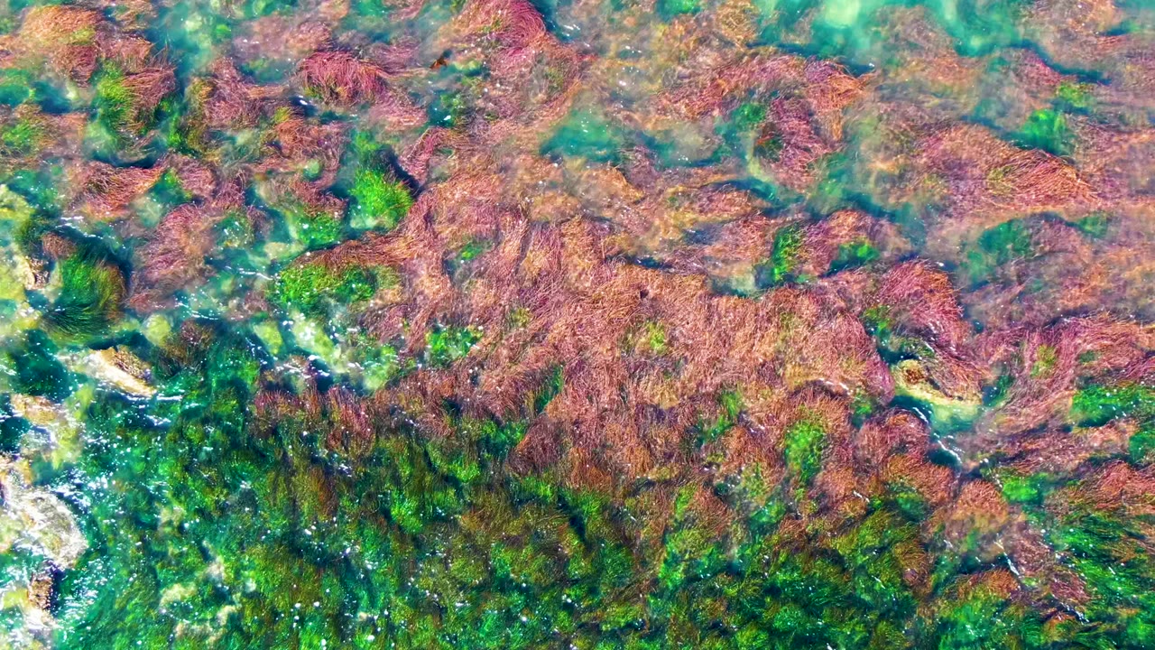 Algae-covered rocks beneath turquoise shallow water
