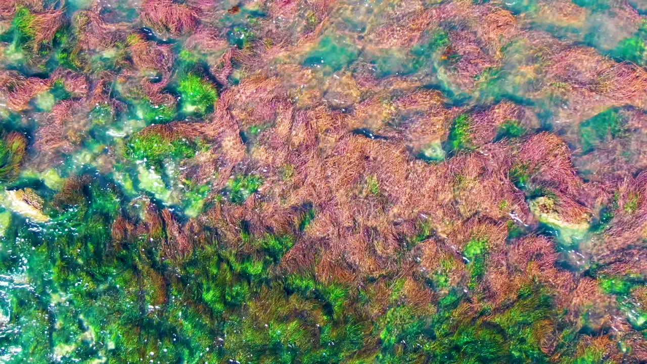 A dense band of red-brown marine vegetation spreads across shallow rock with green algae patches visible through clear water at La Bocana, and no visible people.
