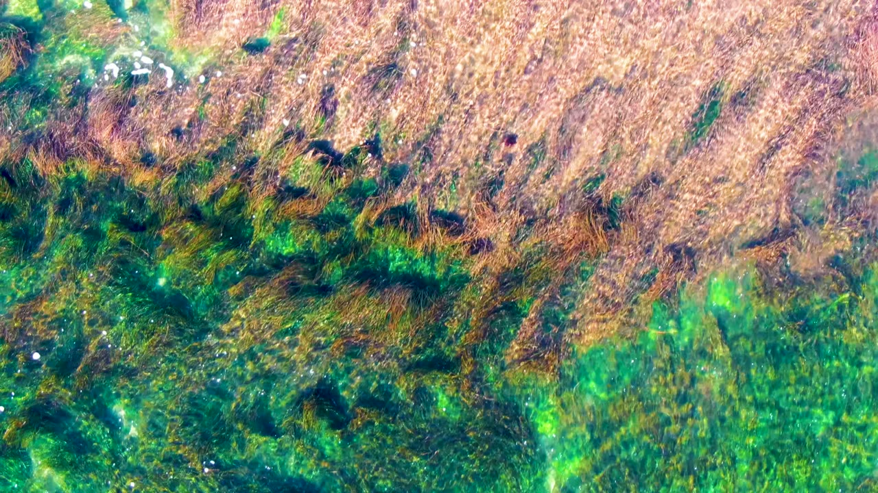 Overhead view of shallow algae-filled water in La Bocana, Baja California Sur, with green patches, brown strands, surface reflections, and no visible people.