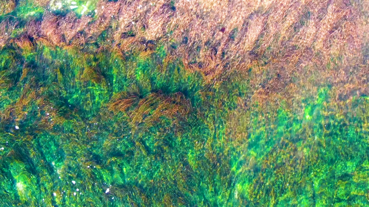 Algae and clear shallow water seen from above