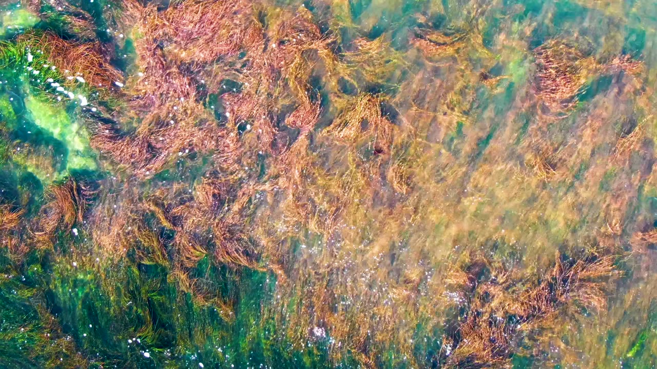 Overhead view in La Bocana, Baja California Sur, showing clear shallow water with tangled brown and green seaweed and no visible people.