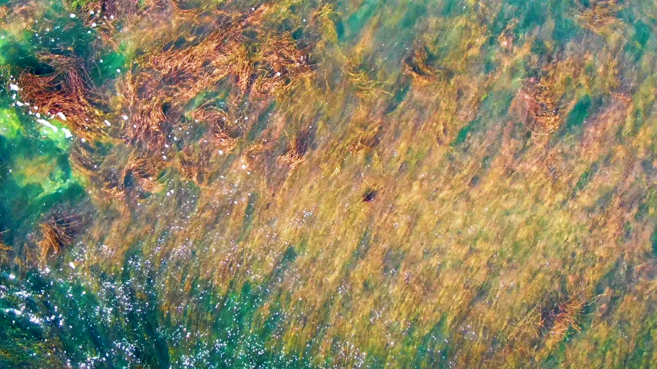 Seaweed strands drifting under clear green water
