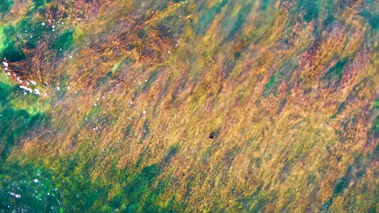 Overhead frame from La Bocana with a dense mat of orange-brown seaweed over clear green water, with no visible people.