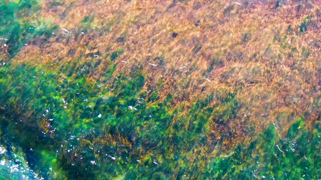 Overhead view of shallow water in La Bocana with green algae below brown seaweed strands and small bright reflections, no visible people.