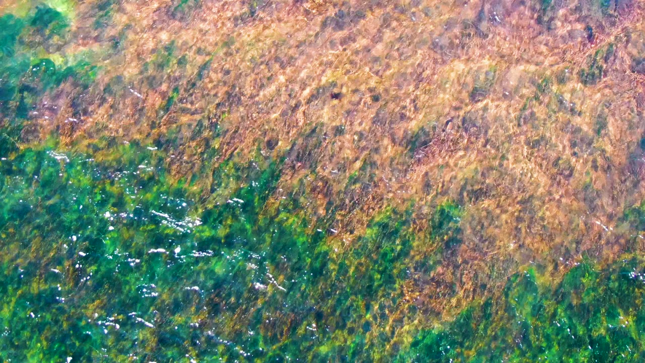 Brown seaweed drifting over green shallow water.