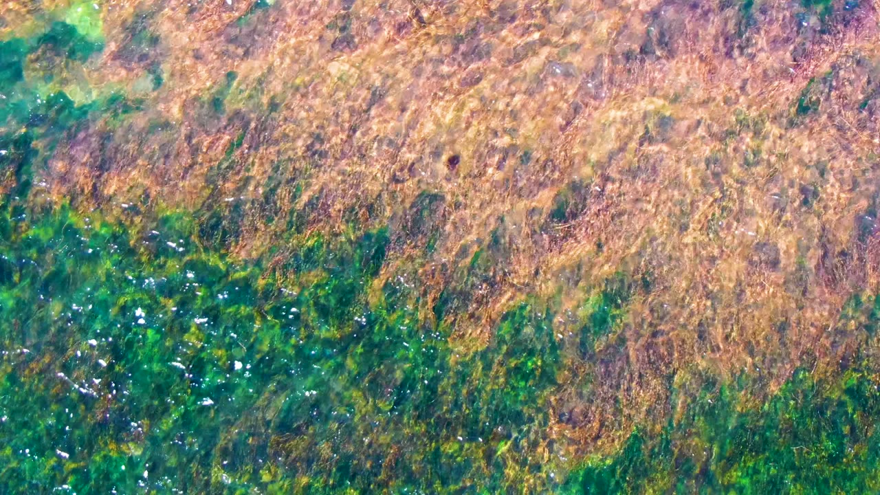 The frame shows La Bocana shallow water with brown seaweed across the top and darker green algae below, broken by small white surface highlights, no visible people.