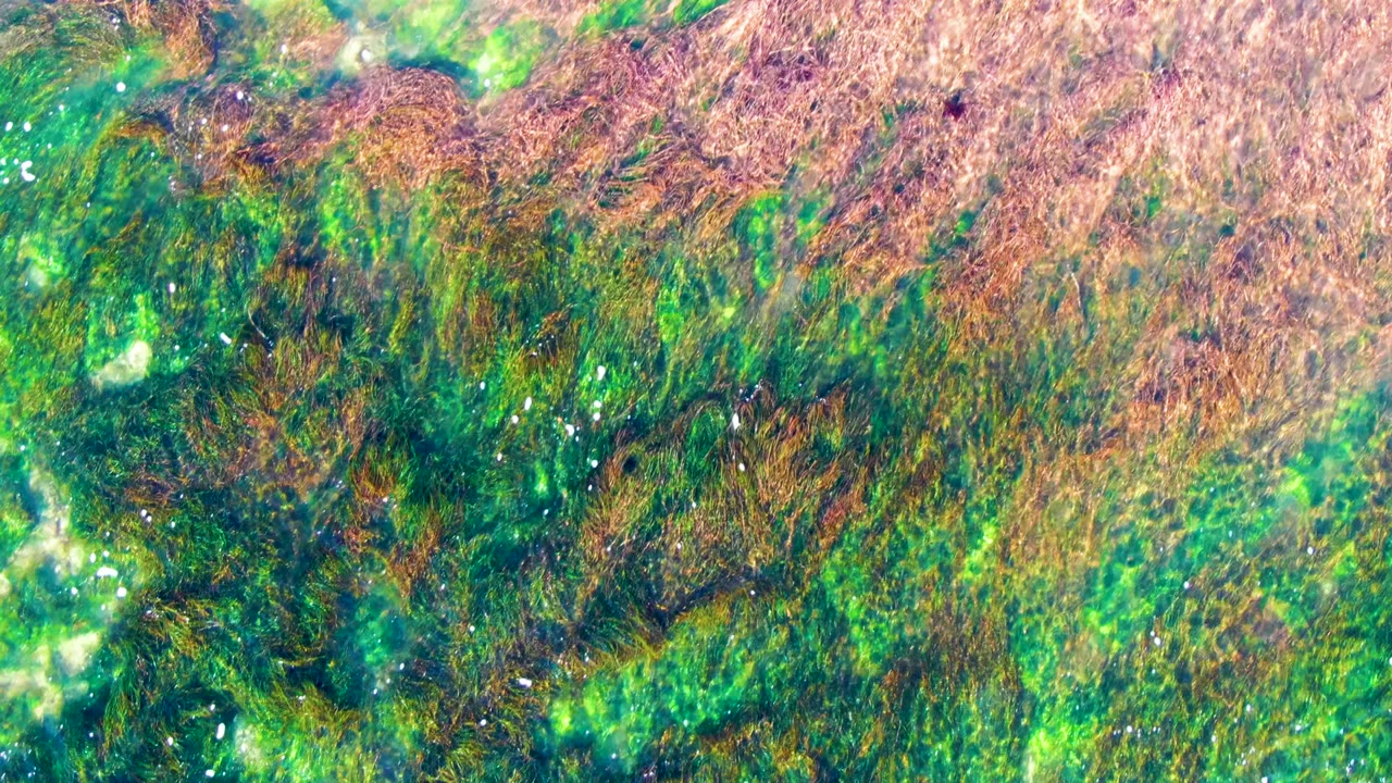 Dense underwater algae and seaweed with bright water reflections.
